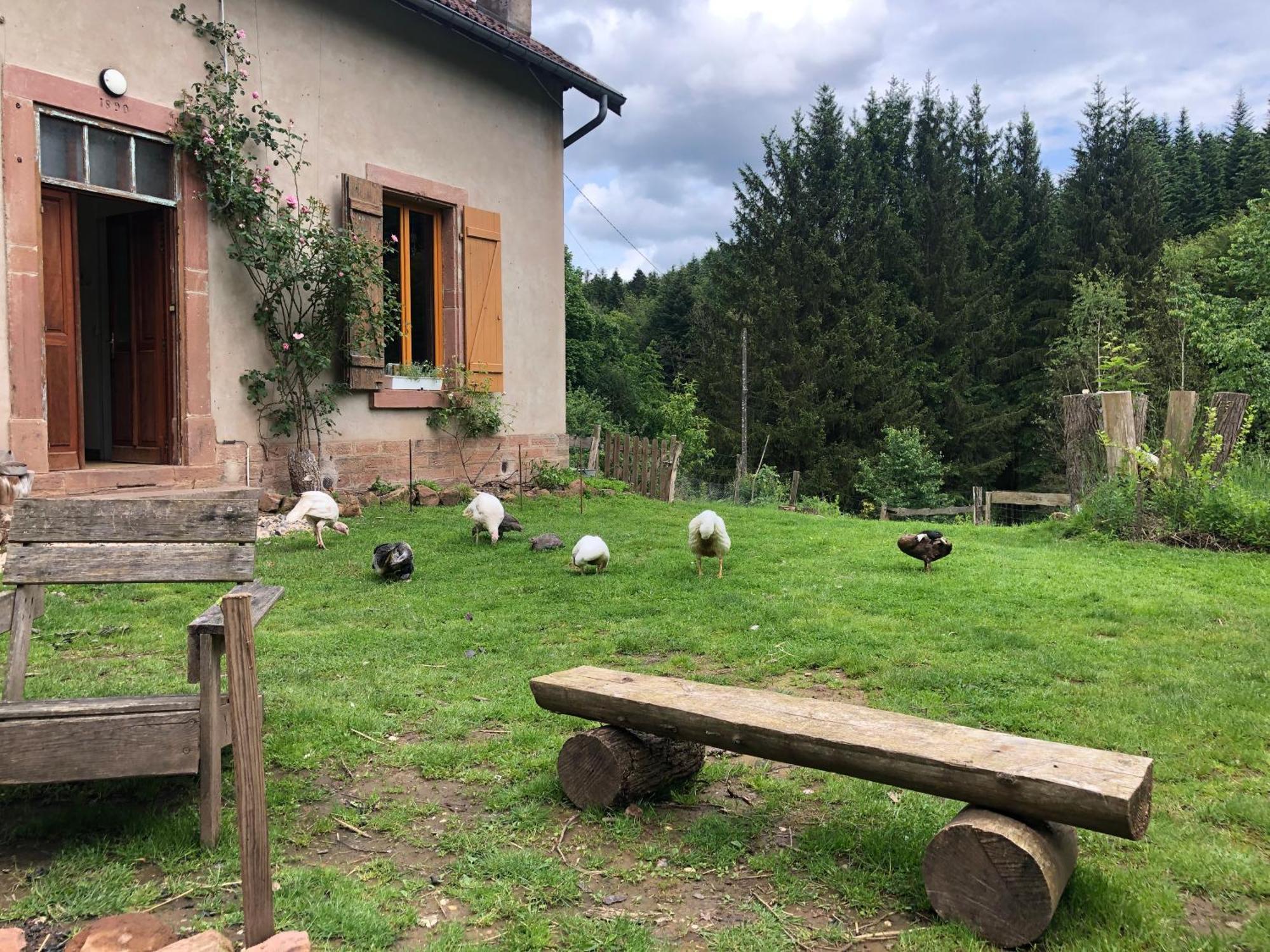 A L'Oree De Soi - Maison Forestiere De La Soie - Eco Gite, Chambres D'Hotes, Camping Au Pied Des Vosges Saint-Sauveur  외부 사진