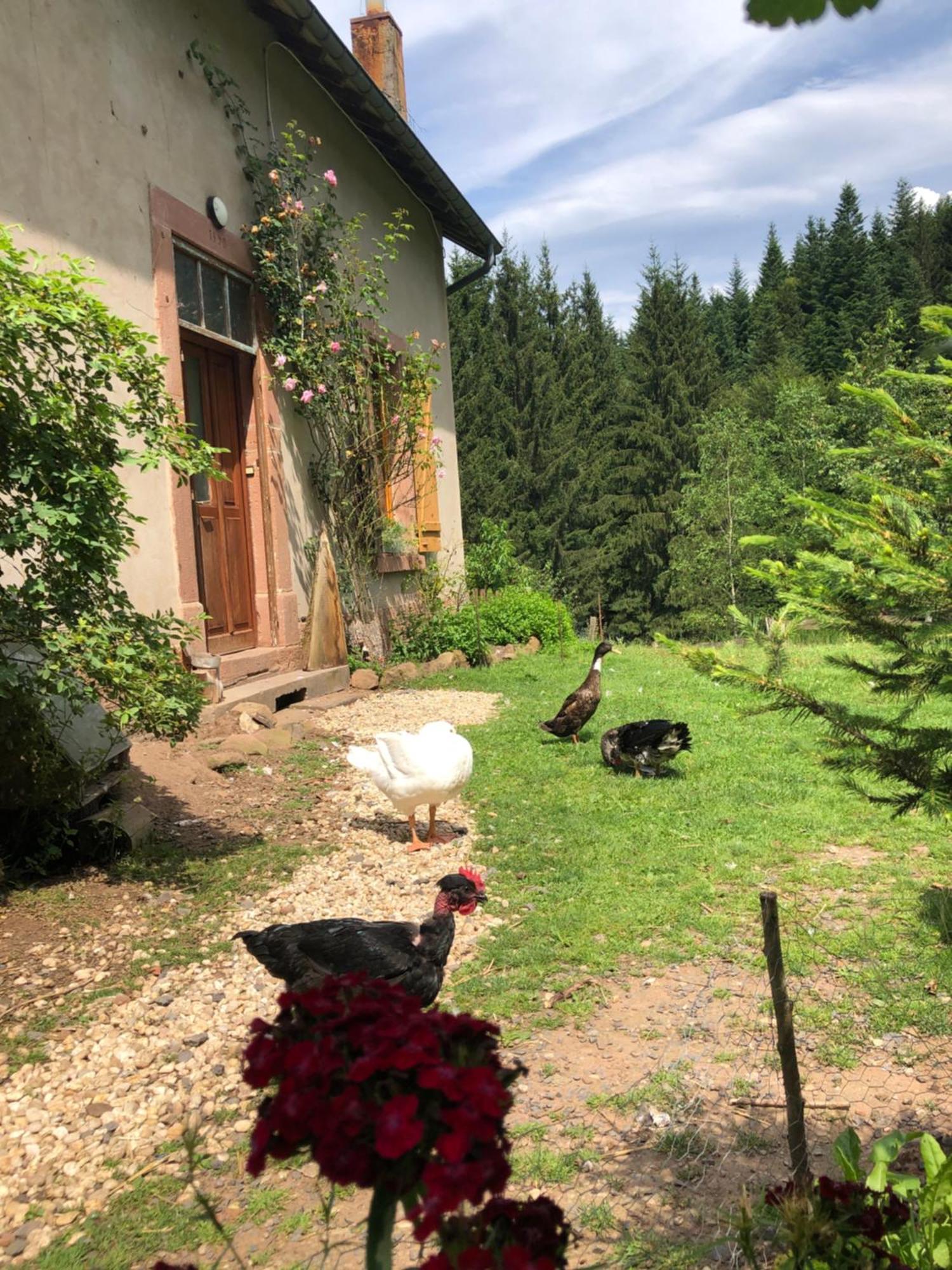 A L'Oree De Soi - Maison Forestiere De La Soie - Eco Gite, Chambres D'Hotes, Camping Au Pied Des Vosges Saint-Sauveur  외부 사진